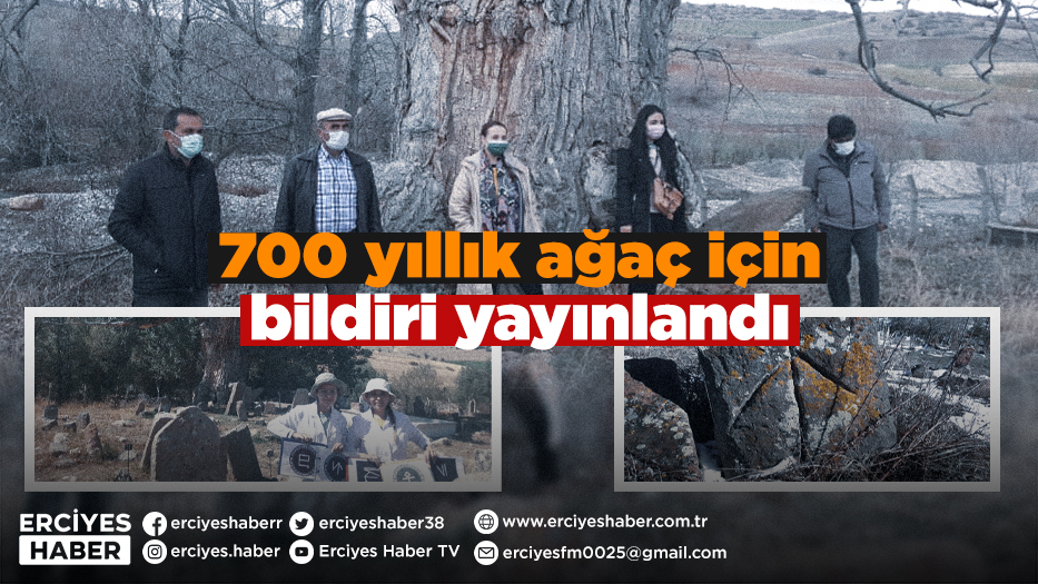 700 yıllık ağaç için bildiri yayınlandı