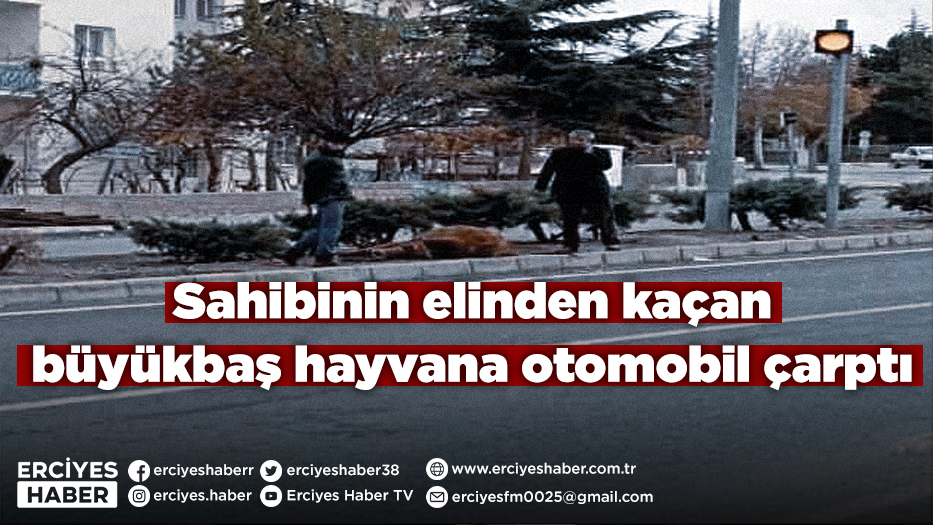 Sahibinin elinden kaçan büyükbaş hayvana otomobil çarptı